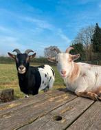 2 Lieve gecastreerde bokjes zoeken nieuw weitje, Dieren en Toebehoren, Schapen, Geiten en Varkens, Mannelijk, Geit