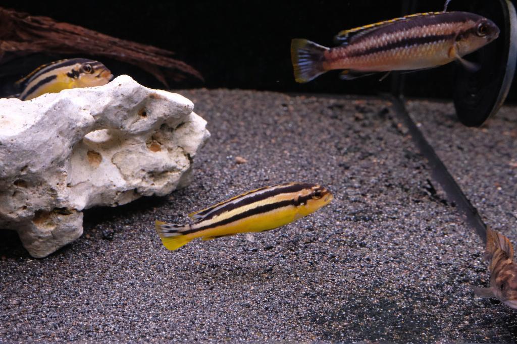 Melanochromis auratus, Dieren en Toebehoren, Vissen | Aquariumvissen, Vis, Zoetwatervis