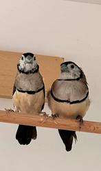 2 bichenow poppen, Dieren en Toebehoren, Vogels | Overige Vogels, Vrouwelijk, Tropenvogel