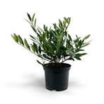 Prunus laur otto luyken. Laurieren, Tuin en Terras, Ophalen of Verzenden, Overige soorten, Halfschaduw