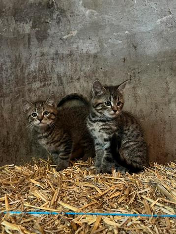 Lieve boerderij kittens te koop beschikbaar voor biedingen