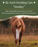 3 jonge Quarter horses met body balans en een eerlijke start, Dieren en Toebehoren, Minder dan 160 cm, Met stamboom, Ruin, 0 tot 2 jaar