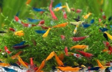 Neocaridina Happy mix garnalen.  beschikbaar voor biedingen