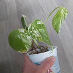 2x monstera albo variegata wetsticks, Huis en Inrichting, Kamerplanten, Ophalen of Verzenden, Overige soorten, Minder dan 100 cm