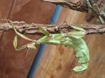 Eitjes Australische flappentak (Extatosoma tiaratum) Psg 9, Dieren en Toebehoren, Insecten en Spinnen, Wandelende tak