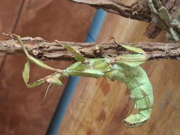 Eitjes Australische flappentak (Extatosoma tiaratum) Psg 9 beschikbaar voor biedingen