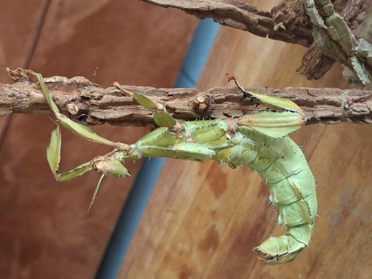 Eitjes Australische flappentak (Extatosoma tiaratum) Psg 9, Dieren en Toebehoren, Insecten en Spinnen, Wandelende tak