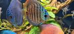 8 discusvissen waaronder 2 koppels, Dieren en Toebehoren, Vissen | Aquariumvissen, Vis