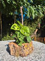 Monstera adansonii met kurk, Overige soorten, Ophalen of Verzenden, In pot, Minder dan 100 cm
