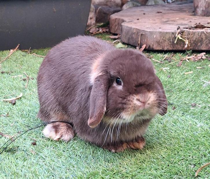 Prachtig minilop rammetje, Dieren en Toebehoren, Konijnen, Dwerg, Mannelijk, 0 tot 2 jaar, Hangoor
