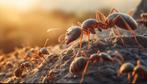 Mieren tekoop, Dieren en Toebehoren, Insecten en Spinnen, Mieren