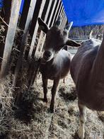 Te koop Toggenburger geit met lammeren, Dieren en Toebehoren, Schapen, Geiten en Varkens, Meerdere dieren, Geit, 3 tot 5 jaar