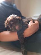Australian Labradoodle Puppy's (reutjes) TE KOOP!, Dieren en Toebehoren, Honden | Retrievers, Spaniëls en Waterhonden, Overige rassen