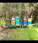 Standplaats gezocht voor bijenkasten – Heerenveen (+5 km), Dieren en Toebehoren, Insecten en Spinnen, Bijen