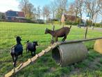 Dwerggeitjes zwart en bruin, Dieren en Toebehoren, Vrouwelijk, 0 tot 2 jaar, Geit