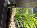 Aquarium, Ophalen, Gebruikt, Leeg aquarium