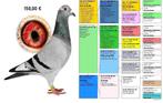 Willem de Bruijn ,Jan vd de Pasch , Rondags, Dieren en Toebehoren, Vogels | Duiven, Vrouwelijk, Postduif