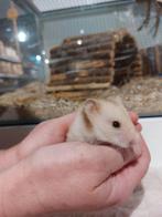 Prachtige Syrische hamsters super lief en tam, Dieren en Toebehoren, Knaagdieren, Hamster, Mannelijk, Juli, Tam