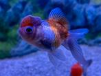 Oranda leeuwenkop sluierstaart panda, Dieren en Toebehoren, Vissen | Aquariumvissen, Vis, Zoetwatervis