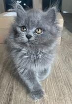 Britse langhaar kitten, Dieren en Toebehoren, Katten en Kittens | Raskatten | Langhaar, Kater, Ontwormd
