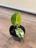 Syngonium aurea variegata, Huis en Inrichting, Kamerplanten, Ophalen of Verzenden, Halfschaduw, Minder dan 100 cm
