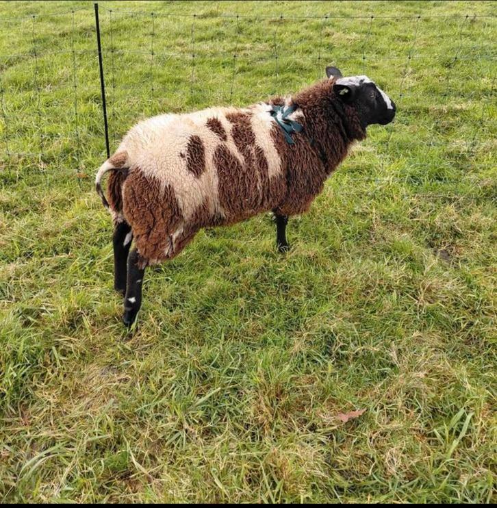 Zuivere bonte dekram, Dieren en Toebehoren, Schapen, Geiten en Varkens, Schaap, Mannelijk, 0 tot 2 jaar