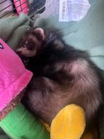 Fret, Dieren en Toebehoren, Fret, Vrouwelijk, Mei, Tam