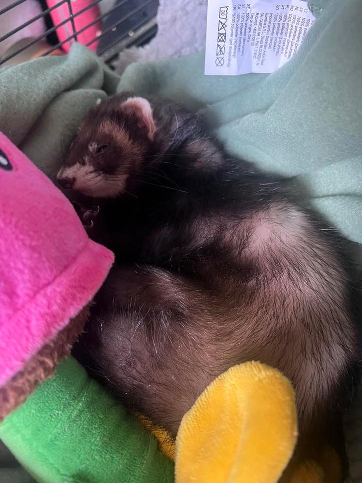 Fret, Dieren en Toebehoren, Knaagdieren, Vrouwelijk, Fret, Mei, Tam