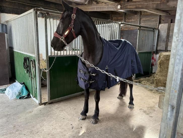 Winterdeken, Dieren en Toebehoren, Paarden en Pony's | Dekens en Dekjes, Zo goed als nieuw, Deken, Ophalen of Verzenden