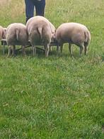 Texelaar ram., Dieren en Toebehoren, Schapen, Geiten en Varkens, Mannelijk, Schaap