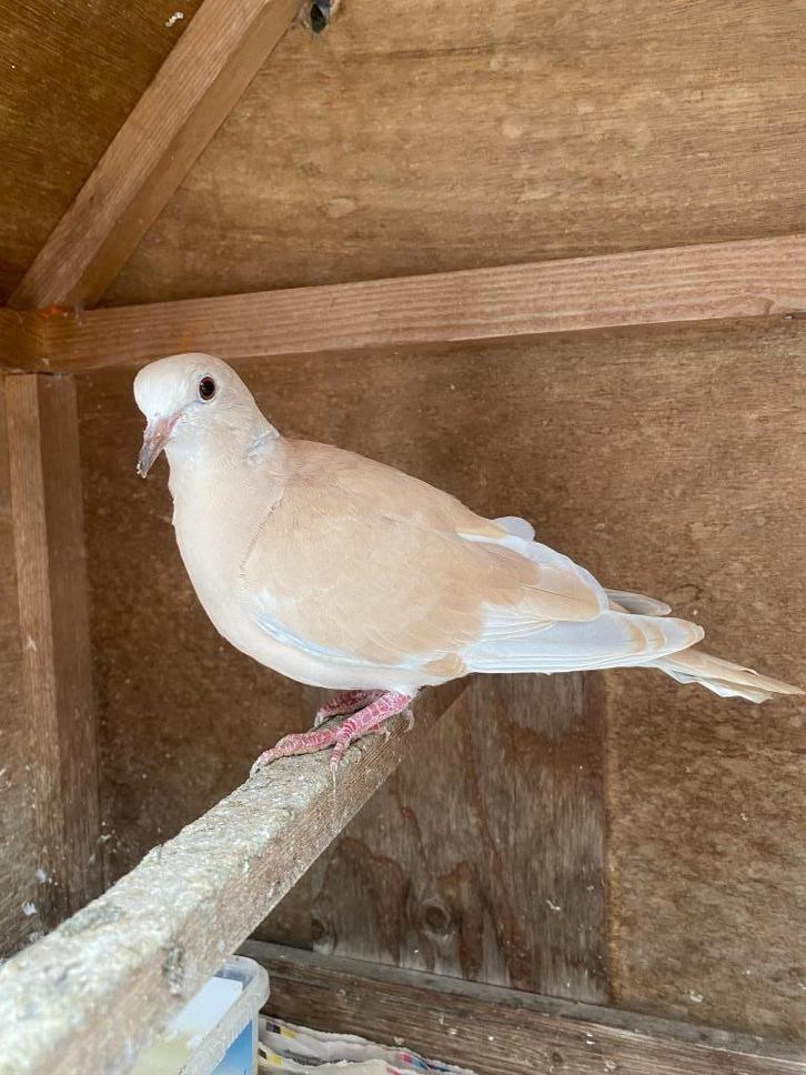 2 koppels lachduiven / tortelduifjes, Dieren en Toebehoren, Vogels | Duiven, Overige soorten, Meerdere dieren