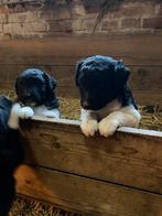 Friese stabij puppy’s, Dieren en Toebehoren, Rabiës (hondsdolheid), Overige rassen, 8 tot 15 weken, Meerdere
