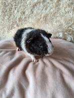 Heel lief mooi jonge rex cavia zeugje, Dieren en Toebehoren, Cavia, Vrouwelijk, Januari, Tam