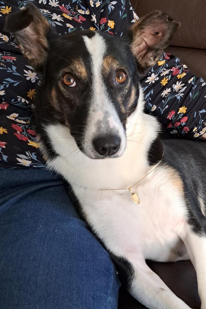 Adele, klein medium teefje gesteriliseerd 2 jaar, Dieren en Toebehoren, Honden | Niet-rashonden, Middel, Teef, Particulier, Eén hond