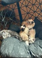 Regdoll kittens, Dieren en Toebehoren, Katten en Kittens | Overige Katten, Meerdere dieren