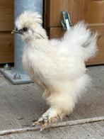 5x zijdehoen kriel, Dieren en Toebehoren, Meerdere dieren, Kip