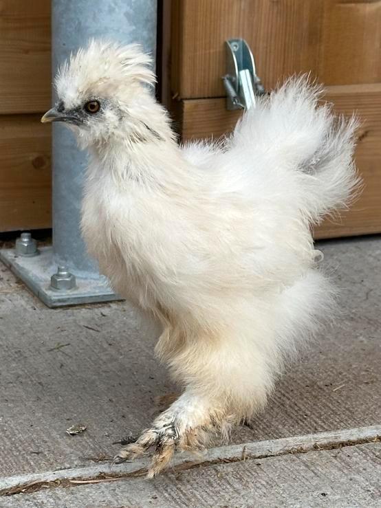 5x zijdehoen kriel, Dieren en Toebehoren, Pluimvee, Kip, Meerdere dieren