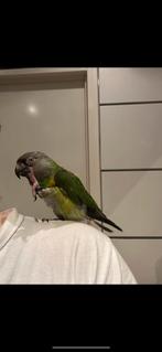 Senegal papegaai/ Bont boertje ( met kooi ), Dieren en Toebehoren, Vogels | Parkieten en Papegaaien, Mannelijk, Papegaai