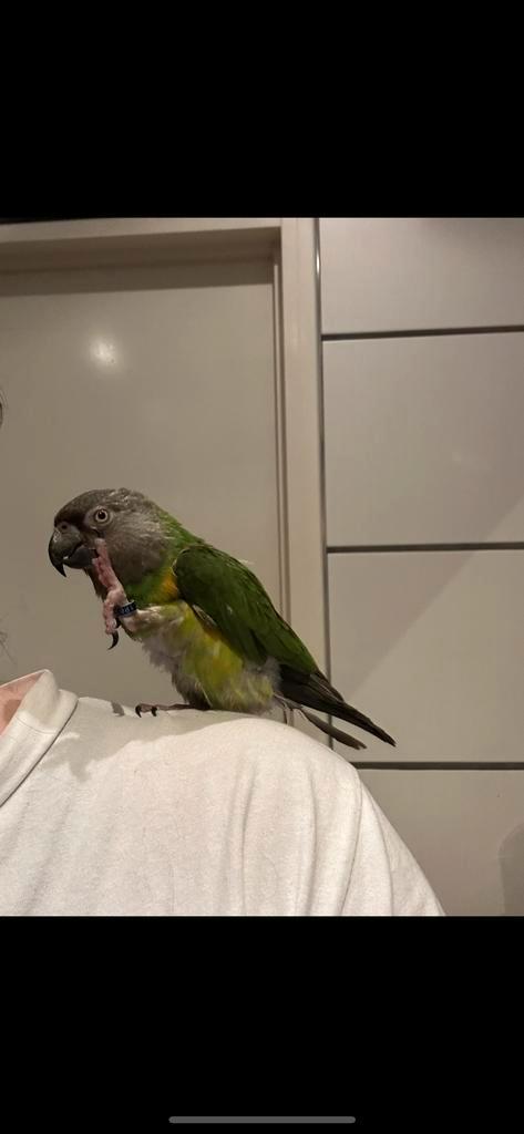 Senegal papegaai/ Bont boertje ( met kooi ), Dieren en Toebehoren, Vogels | Parkieten en Papegaaien, Papegaai, Mannelijk