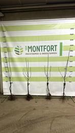 Fruitbomen diverse appel- en perenrassen, Tuin en Terras, Ophalen, Appelboom, Lente