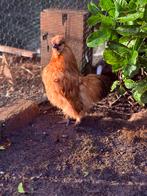 Gratis Zijdehoen hanen - Winterhard - geboren aug 2025, Dieren en Toebehoren, Pluimvee, Mannelijk, Kip