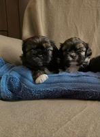 Prachtige sociale boomer pups!, Dieren en Toebehoren, Honden | Chihuahua's en Gezelschapshonden, Overige rassen, 8 tot 15 weken