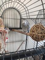 Grijze roodstaart, Mannelijk, Papegaai, Pratend