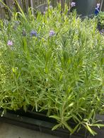 Lavendel, Tuin en Terras, Planten | Tuinplanten, Ophalen, Zomer, Overige soorten, Volle zon