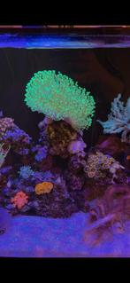 Sarcophyton Green koraal Weeping Willow Frags, Dieren en Toebehoren, Ophalen, Nieuw, Plant(en), Steen of Hout