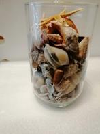 Een grote glazen pot gevuld met mooie schelpen, Verzamelen, Ophalen of Verzenden, Schelp(en)