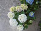 3- kleurige hortensia, Overige soorten, Vaste plant, Ophalen of Verzenden, Halfschaduw