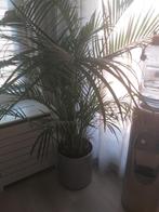 Palm, Tuin en Terras, Planten | Bomen, Bloeit niet, Halfschaduw, 100 tot 250 cm, Palmboom