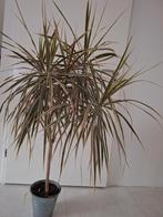 Dracaena, Ophalen of Verzenden, Halfschaduw, Minder dan 100 cm