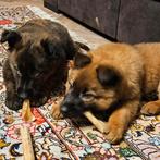 2x lieve speelse pup puppy (teef) kruising Mechelse  Herder, Parvo, 8 tot 15 weken, Teef, Meerdere
